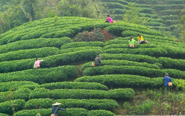 大山茶如何品牌认证大山茶如何加盟项目北京天津河北山西内蒙古辽宁