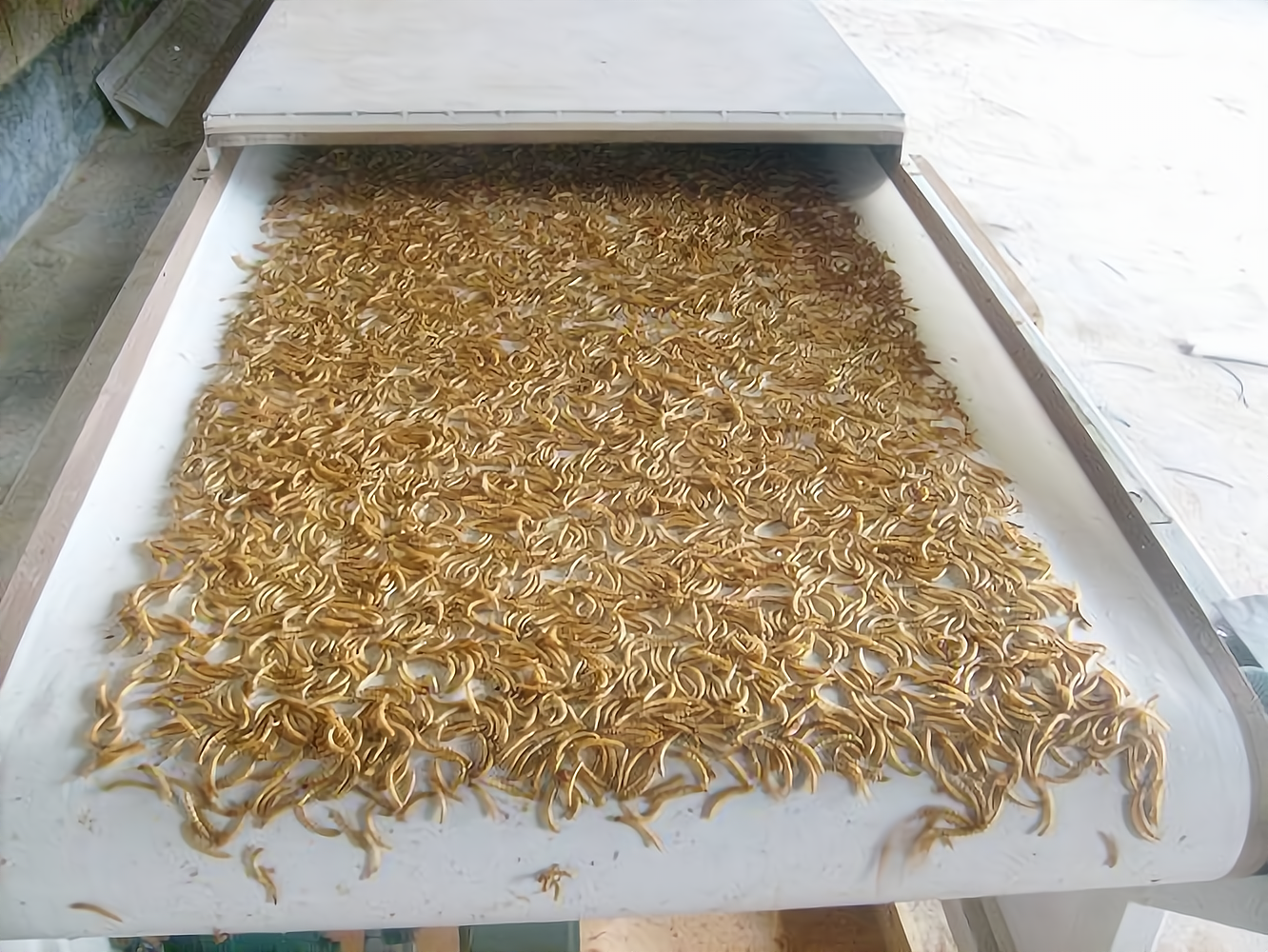 黄粉虫养殖