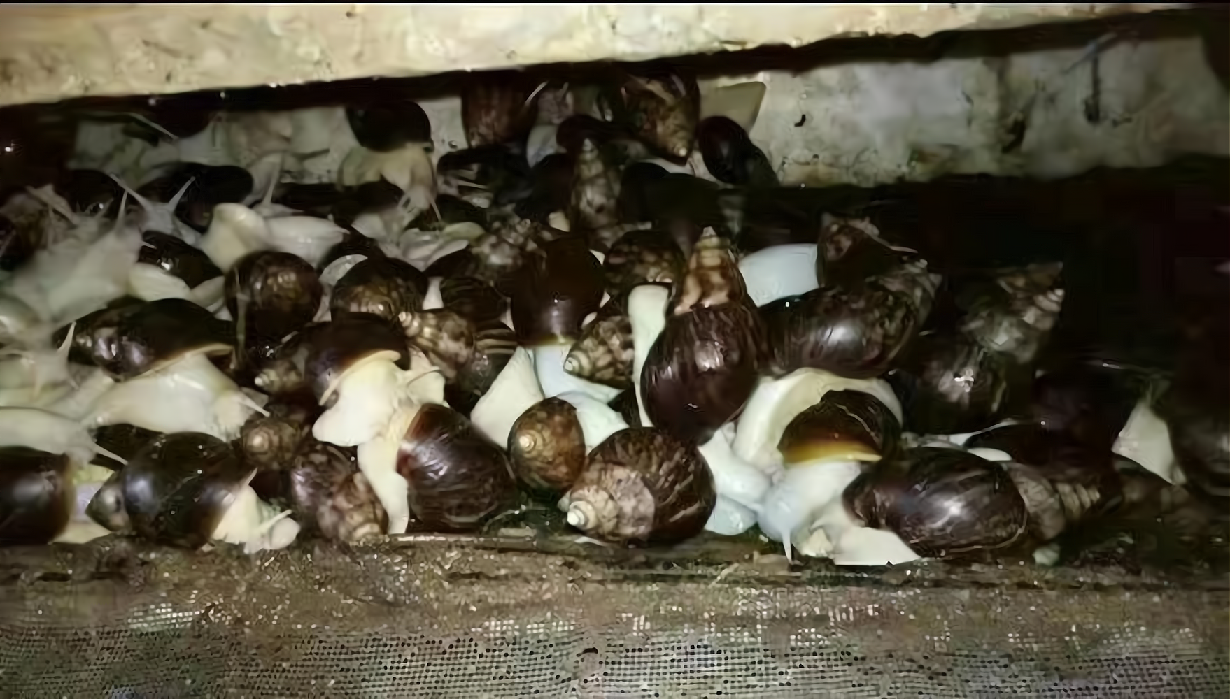 白玉蜗牛养殖