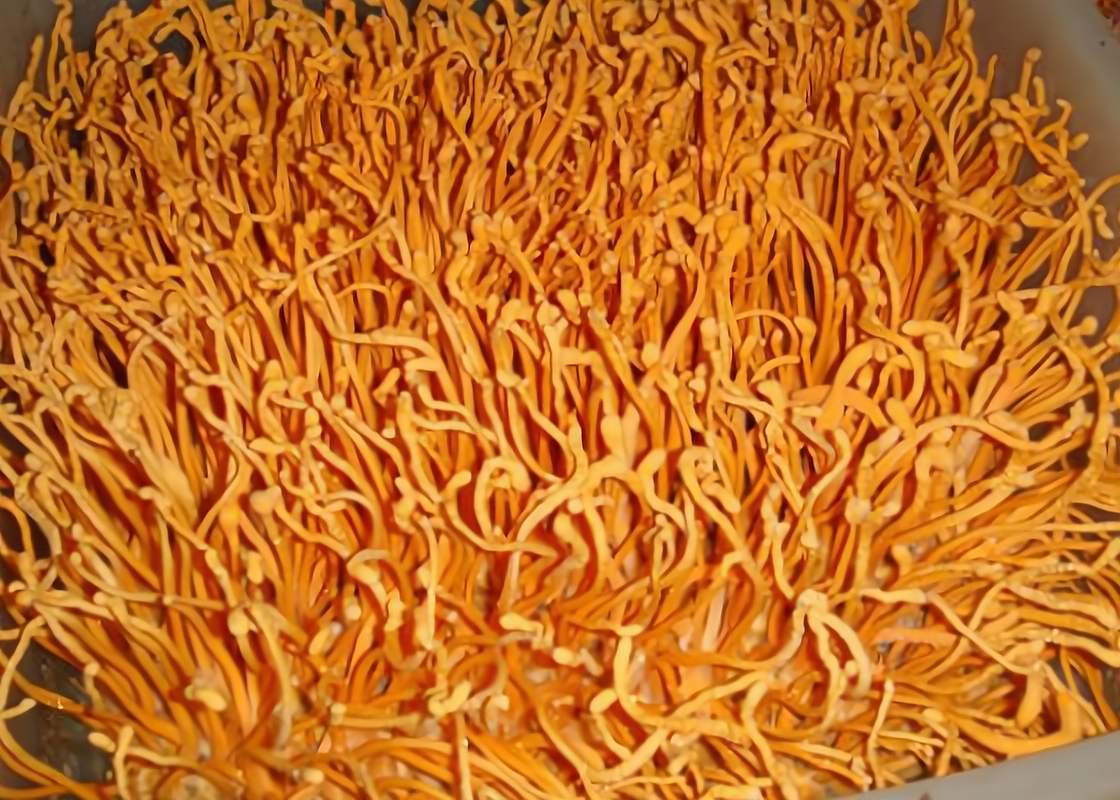 加盟泰丰7号北虫草需要什么条件?有哪些要求?