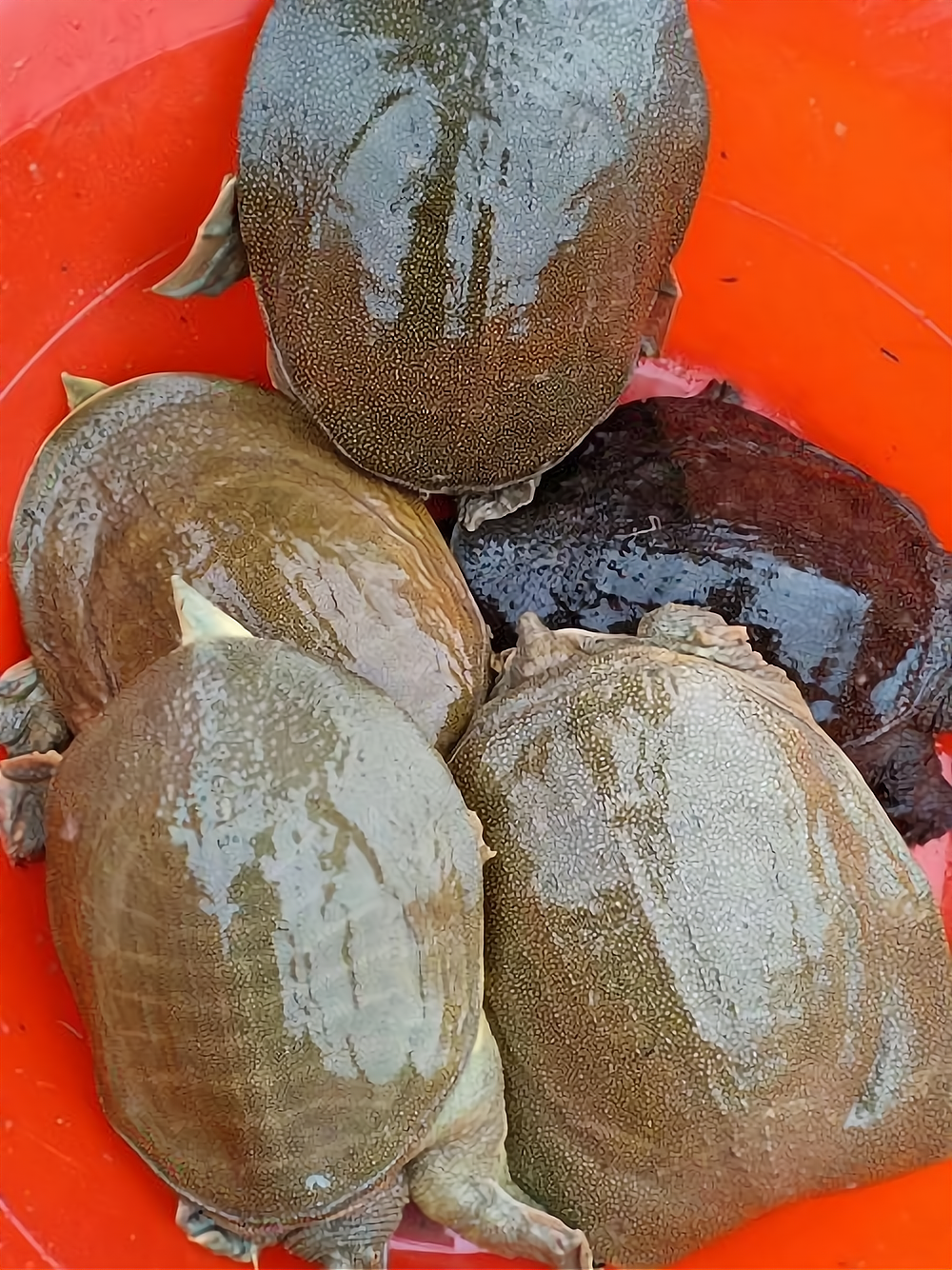 1号金鳖王加盟 1号金鳖王加盟多少钱 - 臻选品牌网