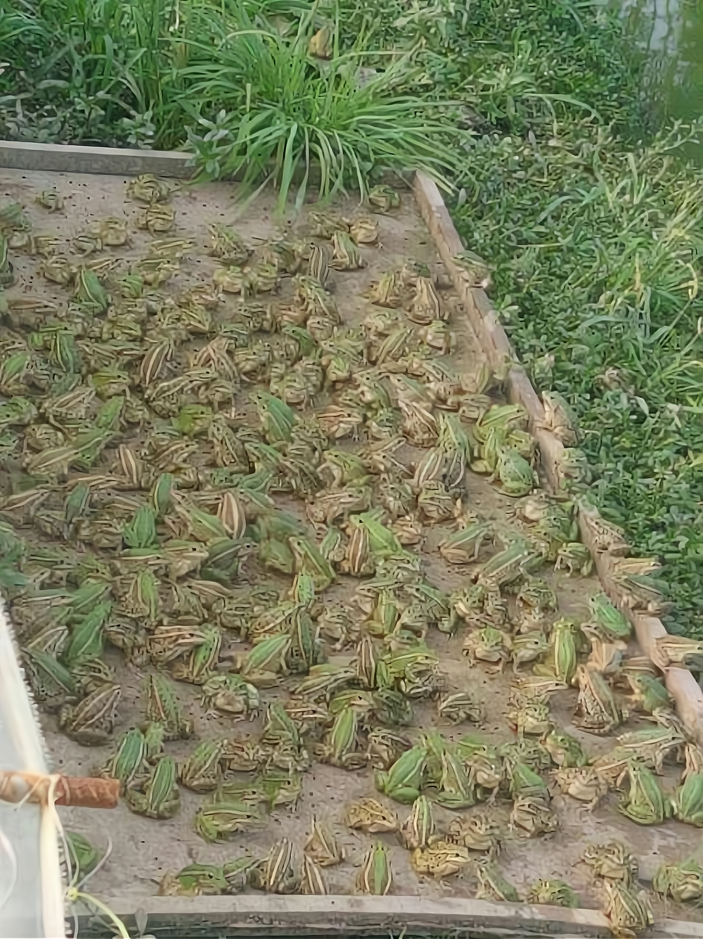 优道黑斑蛙养殖